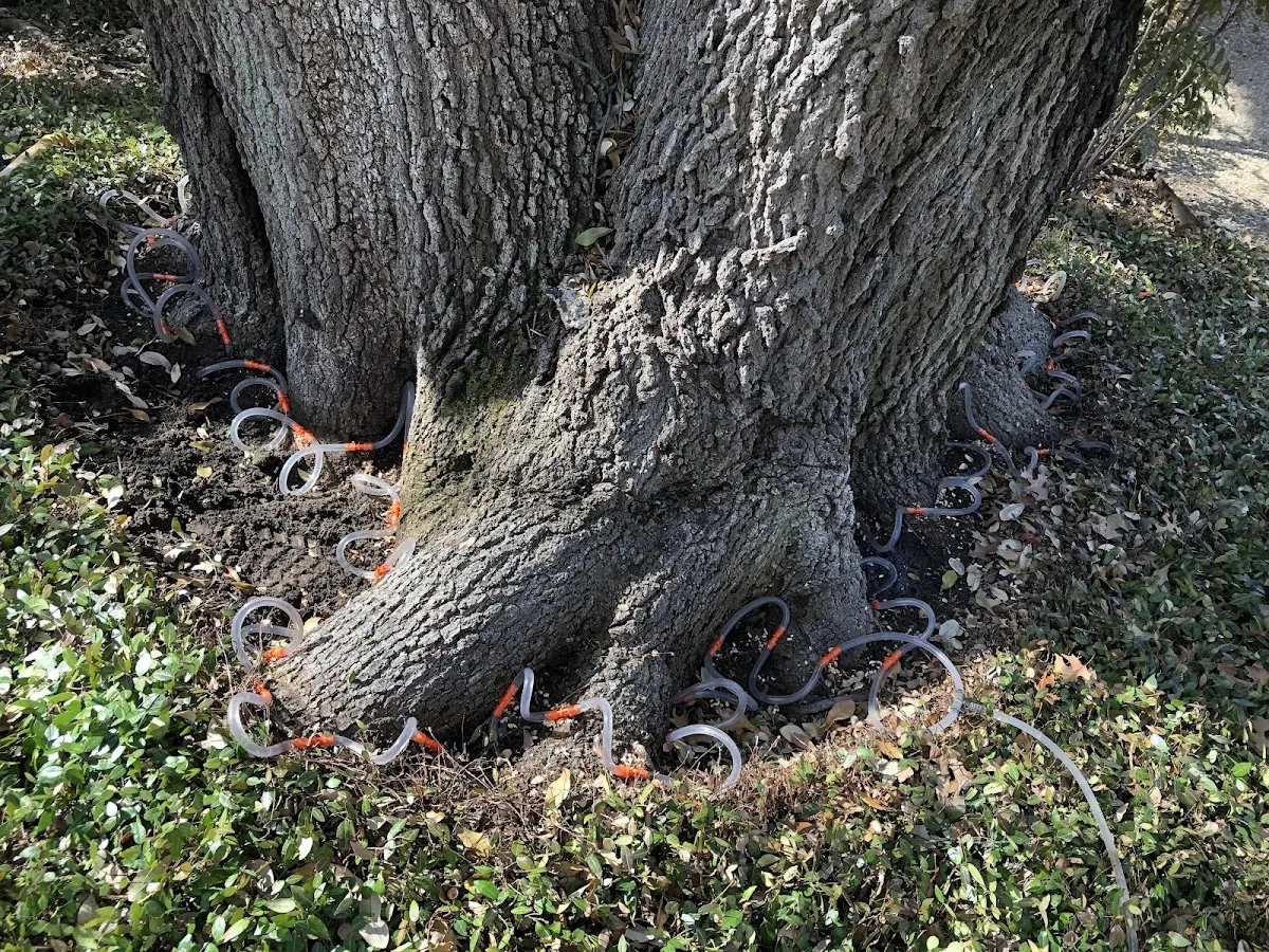 Detailed Shrub and Hedge Trimming job site in Jewett